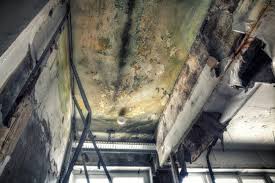 Best Basement Mold Removal  in Wendover, UT